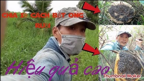 Chia sẽ-cách bắt ong ruồi, hiệu quả cao
