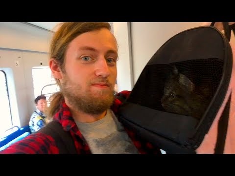 Впервые везу кота на поезде (он плакал)