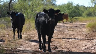 335 Acres Hardeman County Texas Combination Cattle and Hunting Ranch for Sale