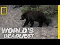 Grizzly Hunts with Nose | World's Deadliest