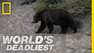 Grizzly Hunts with Nose | World's Deadliest