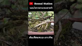 เทียนทะเลเกาะหินธรรมชาติ #bonsaithai #บอนไซไทย #bonsai #บอนไซ #สวนบอนไซ #bonsaigarden
