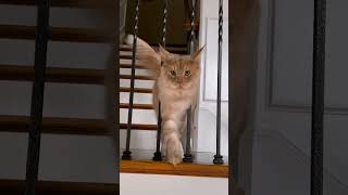 : Funny cats compilation #animals #cats #new I found this videos on Instagram (thanks to the authors)