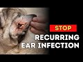 Stop Recurring Dog Ear Infections