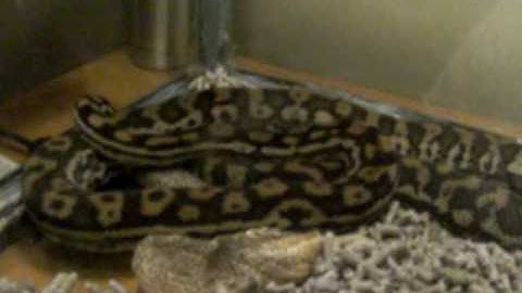 Carpet Python after shed
