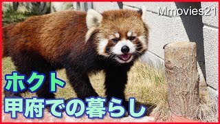 どんぐり見つけたレッサーパンダ　ホクト　遊亀公園附属動物園 Red Panda