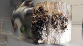 Turning the BEAST! - Woodturning a very challenging oak burl