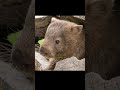 Uombats #datoscurisos #datos #curiosidades #biologia #animales #wombat #australia #sabiasque