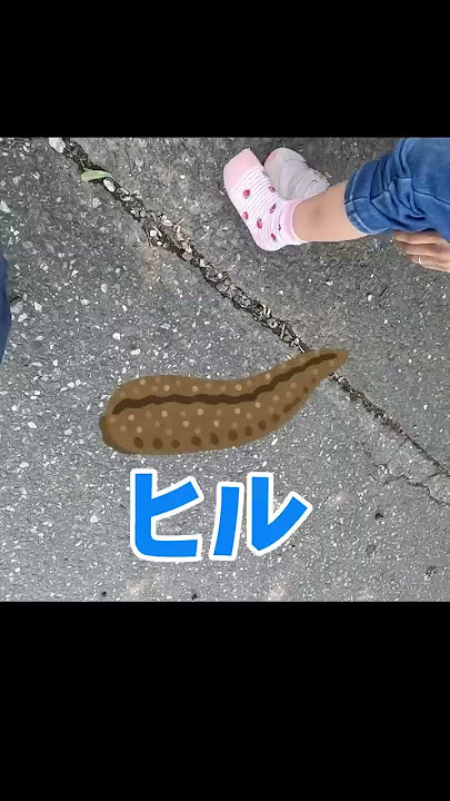 Download lagu 転んだだけなのに…　危険生物