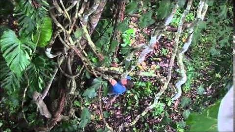 Climbing into the tropical rainforest canopy