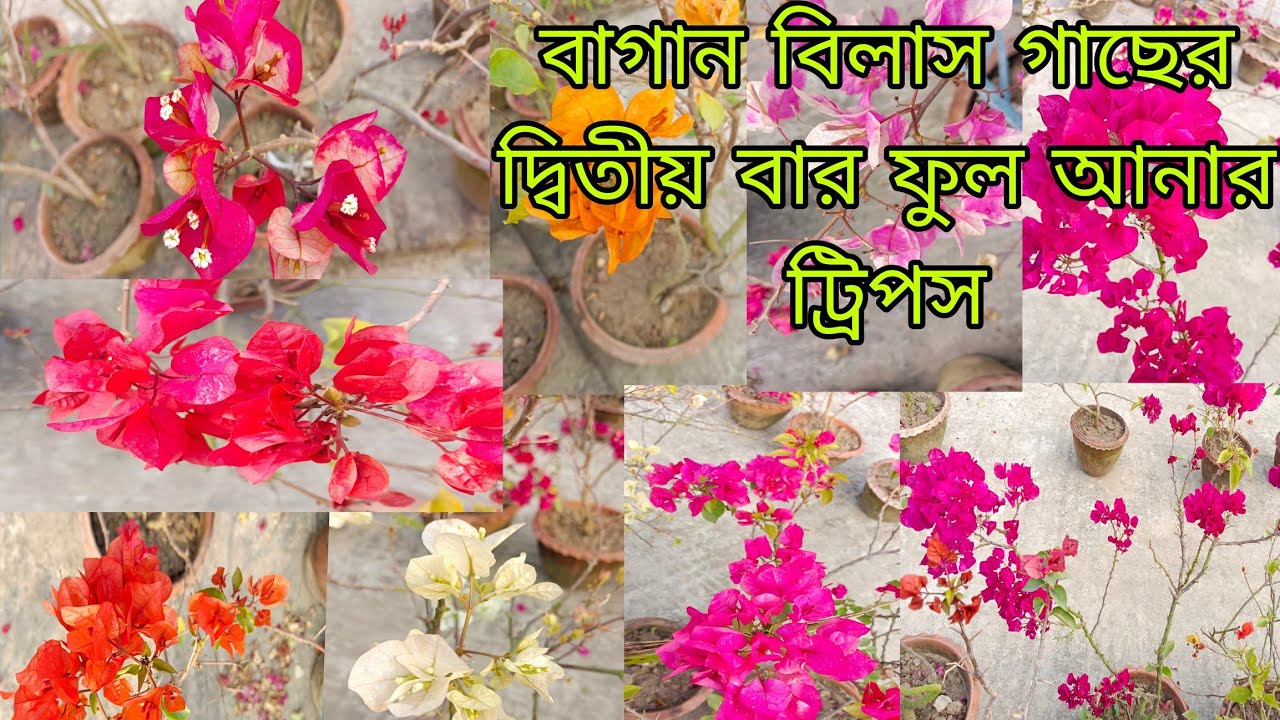 বাগান বিলাস গাছে দ্বিতীয়বার গাছ ভর্তি ফুল নিতে আমাদের কি কি নিয়ম মেনে চলতে হবে।