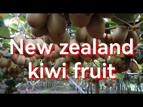 kiwi fruit sa mga dipa nakakita ng kiwi
