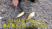 海釣り用配合エサ アイゴパワースペシャル Youtube 海釣り用配合エサ アイゴパワースペシャル Youtube