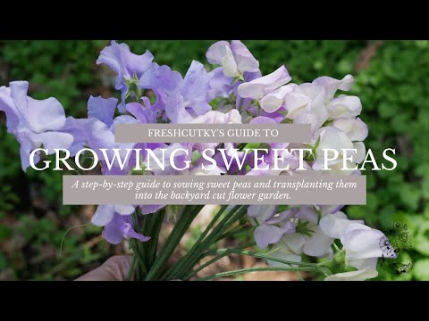 Video: Toxicita sladkého hrášku: Jsou květy nebo lusky sladkého hrášku jedlé