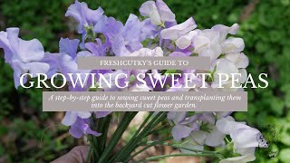 How to Grow Sweet Peas from Seed - Lathyrus Odoratus Cut Flower Garden