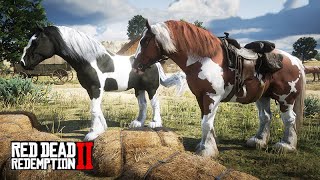 INICIANDO CRIAÇÃO DE CAVALOS GYPSY COB -  A Fazenda de John Marston