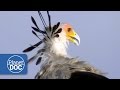 Secretary Birds of Africa | Nature