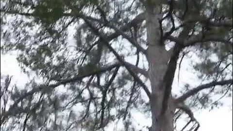 160 Meter Full Wave Loop Antenna 1