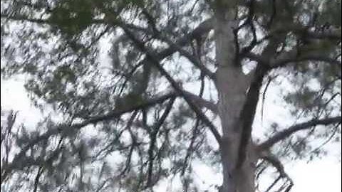 160 Meter Full Wave Loop Antenna 1