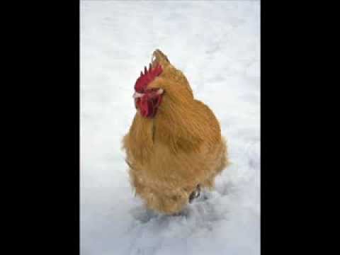 Burt Reynolds discovers the Chicken