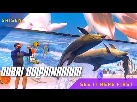 Dubai Dolphinarium 2021 Full Show in 4K | துபாயில் ஓங்கில் (டால்பின்)பார்கலாம் வாங்க😳