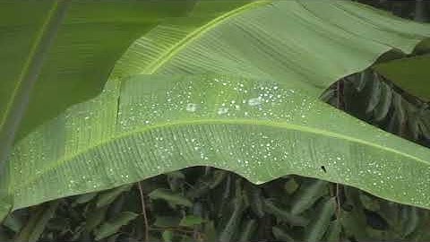 تلاوة رائعة | للشيخ محمد أيوب | سورة المؤمنون