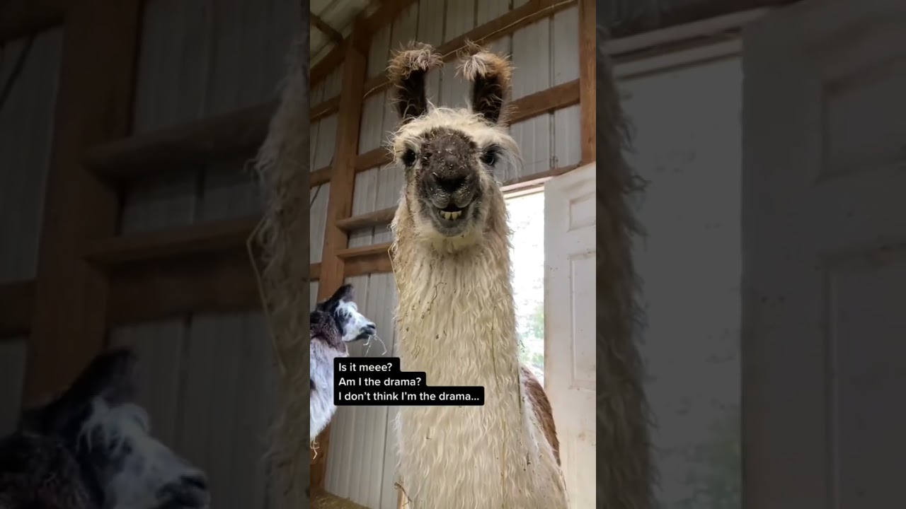 No drama Lama 🦙💁🏼‍♀️ 