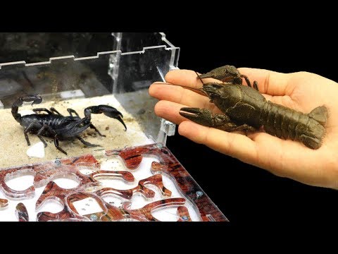 Видео: Scorpion Venom обещаващ инструмент в битката за победа на рака - Използване на Scorpion Venom за борба с рака