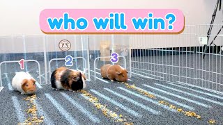 My Guinea Pigs Race Each Other! | GuineaDad