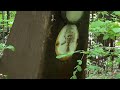 Заброшенное кладбище strange bag