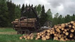 Skogsavverkning Svartskogen