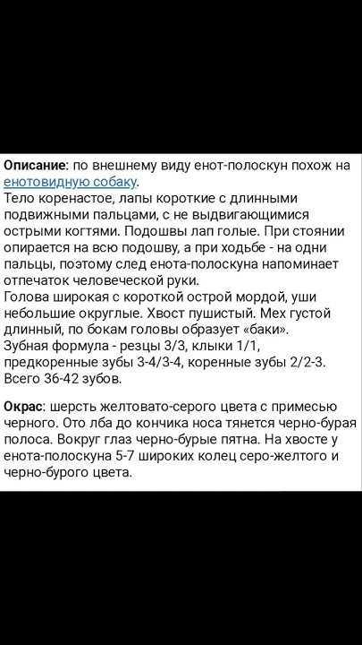 про енотов. - YouTube