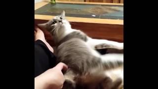 Butt Scratches Cause Cat To Malfunction