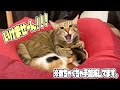 おてんば子猫を一生懸命教育する先住ねこ