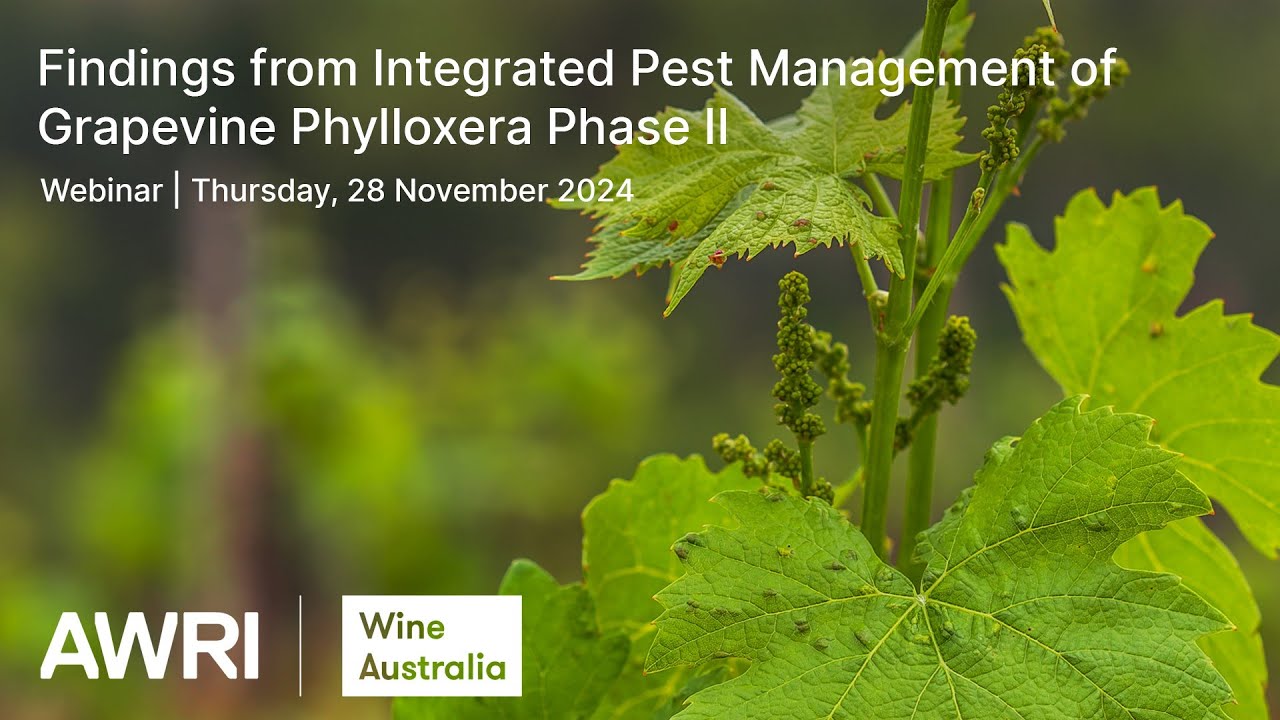 Findings from Integrated Pest Management of Grapevine Phylloxera Phase II