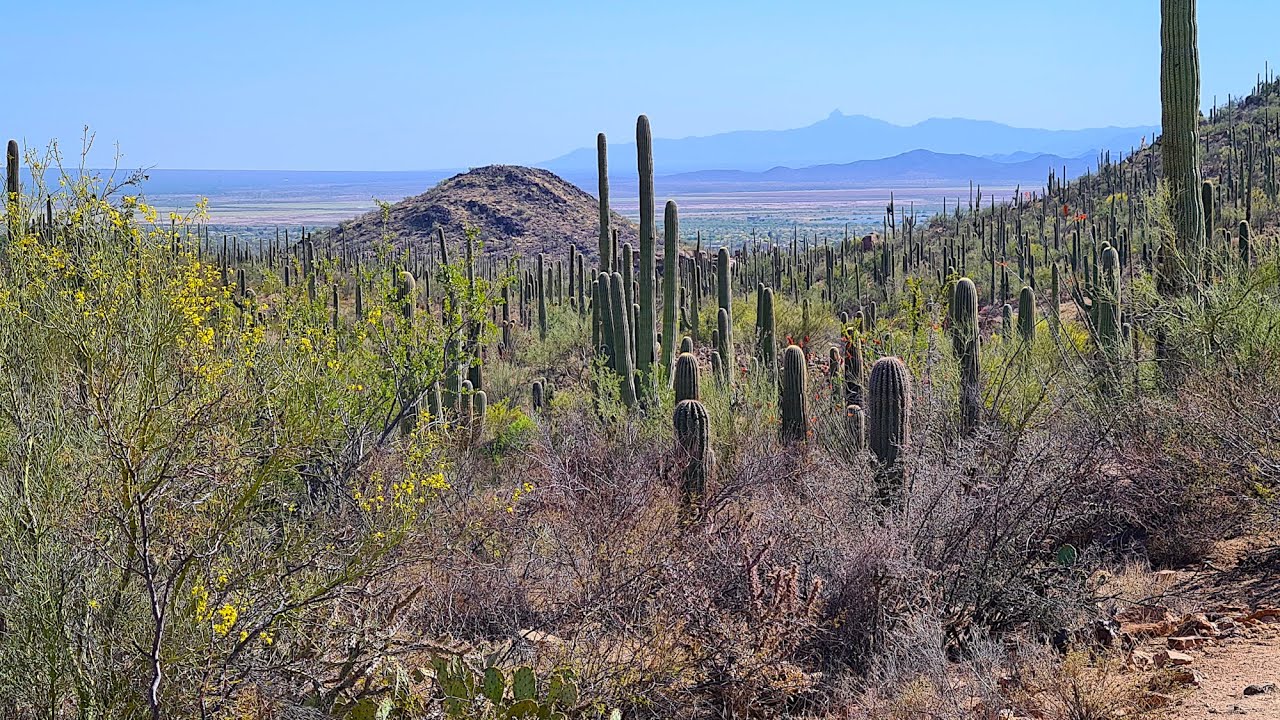 Exploring Saguaro National Park | Arizonas Giant Cactus Forest