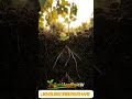 Watch a tiny grape seed transform into a beautiful🍇SeedToHarvest #Timelapse#Nature #Vineyard#Farming