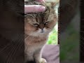 Кошка Сковородка #shortsvideo #cat #catlover #funny #funnycats #котики #shortvideo