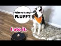 Meeka Reacts To A Talking Robotic Vacuum! (SHE ARGUES!)