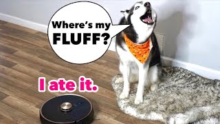 Meeka Reacts To A Talking Robotic Vacuum She Argues