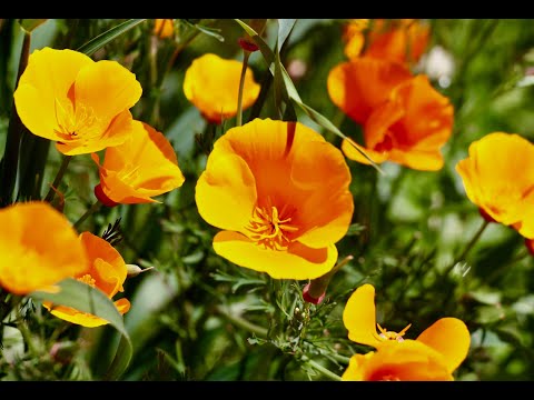 Poppies of Walker