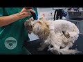 This DOG was in HORRIBLE condition! But, we gave him a second chance...