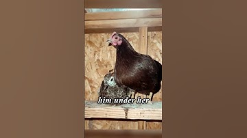 Ze fokte een pauw zonder het te weten - wat er daarna gebeurde zal je hart doen smelten 🐣#shorts