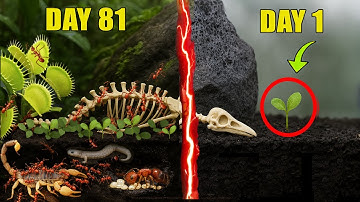 Simulating a Jungle for 500 Days (Predators and 1,000 Ants)