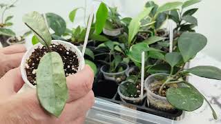 видео: ИЗЛИШКИ растений на 05.08.25г🌸🌿☘️🌺#растенияпочтой #комнатныерастения #цветы картинка: ИЗЛИШКИ растений на 05.08.25г🌸🌿☘️🌺#растенияпочтой #комнатныерастения #цветы