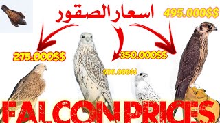 كيف تعرف سعر الصقور وكيف تحدد سعر صقرك اهم المميزات في الصقور الثمينة