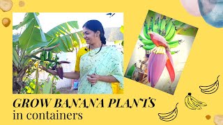 Growing Banana Plants in  containers/నా అరటి మొక్క గల వేసింది #madgardener  #bananaplants