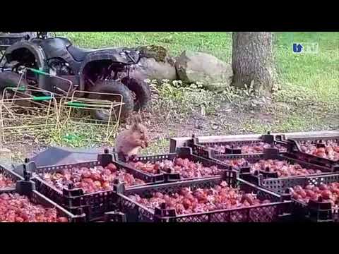 Video: Kas oravad söövad tatrapähkleid?