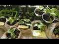 Домашнее видео.  Огурцы Зазуля и Белый дракон - две недели от посева. seedlings of flowers