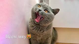 ЗАЧЕМ кот так делает?🤣 Британский кот Гарри/ British Cat ЗАЧЕМ кот так делает?🤣 Британский кот Гарри/ British Cat